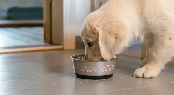En söt golden retriever-valp äter ur sin matskål. Det är viktigt att ge valp mat 2 gånger om dagen för att den ska växa sig stor och stark.