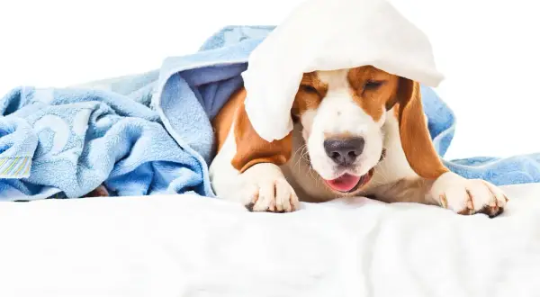 En trött beagle med en kall kompress på huvudet, insvept i en blå handduk. Hunden verkar ha bronkit och behöver vila.