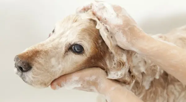 En hund får tvättas med schampo. En del av livet med hund är att hålla den ren och fräsch.