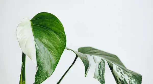En vacker Monstera med halva bladet vitt och halva grönt. Denna Monstera är giftig, så var försiktig med husdjur och barn.