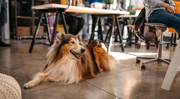 En vacker hund på kontoret, en lojal kollega som vilar på golvet medan människor arbetar vid sina skrivbord.