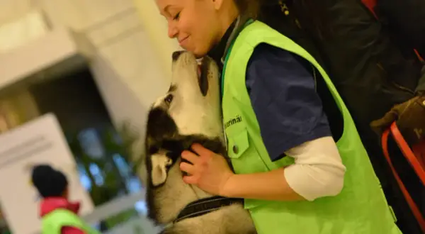 En veterinär kramar en husky. Frågan om hur ofta avmaska hund är viktig för att hålla husdjur friska.