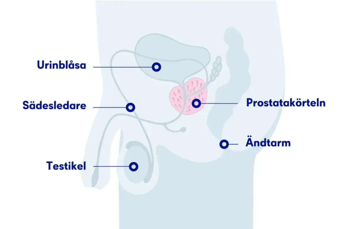 Illustration av manliga reproduktionsorganen, inklusive urinblåsa, sädesledare, testikel, prostata och ändtarm. Viktigt för att förstå prostataproblem hos hundar.