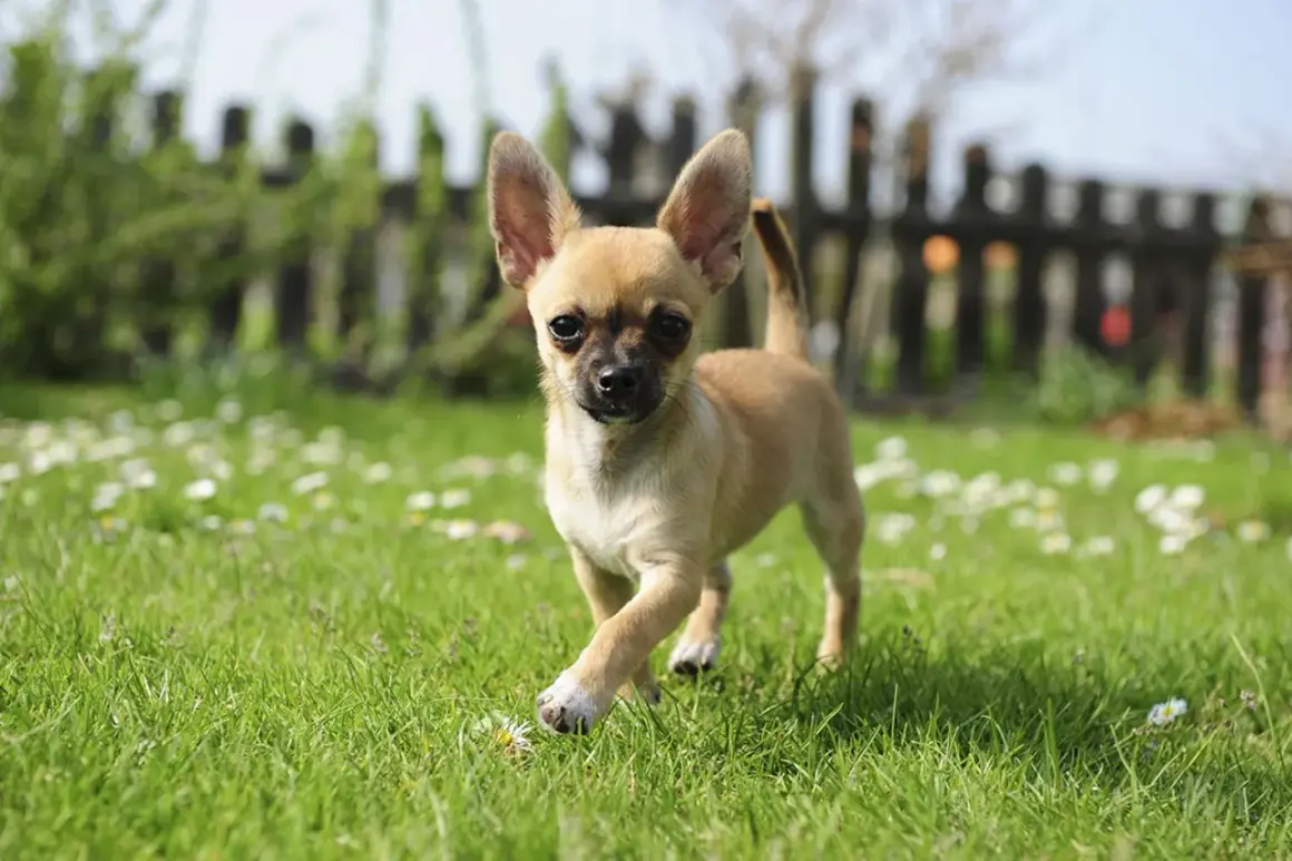 En liten chihuahua, en av de vanliga hundraserna, springer glatt i en grönskande trädgård med små vita blommor.