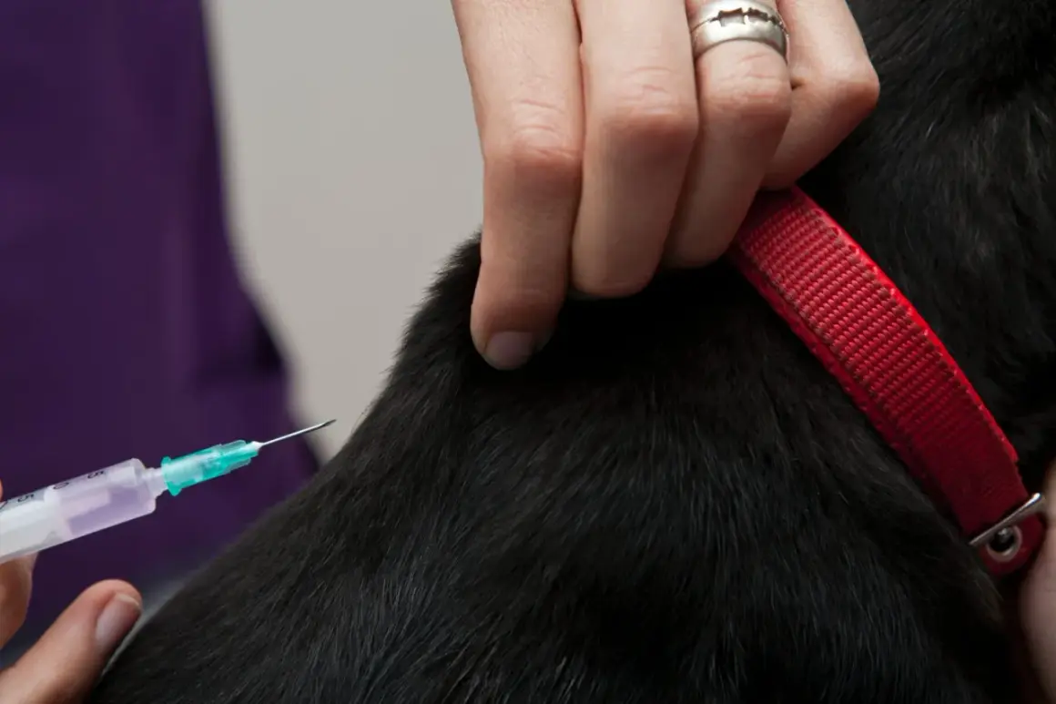 En veterinär ger en hund kennelhosta vaccin.