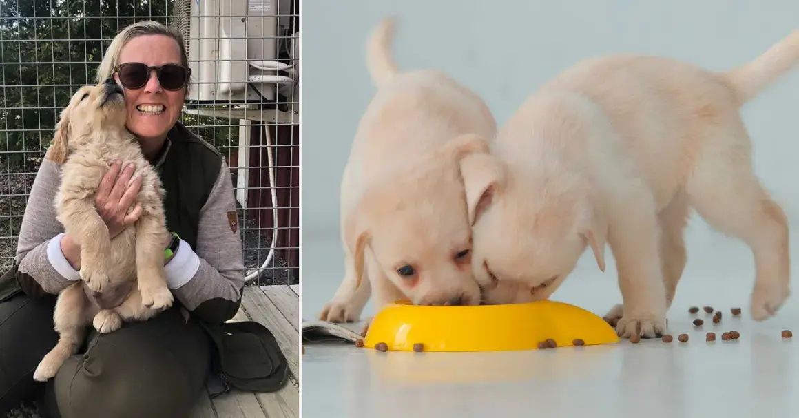 En kvinna håller en golden retriever-valp. Två andra valpar äter ur en gul skål. Hur ofta bajsar en valp? Det beror på ålder och mat.