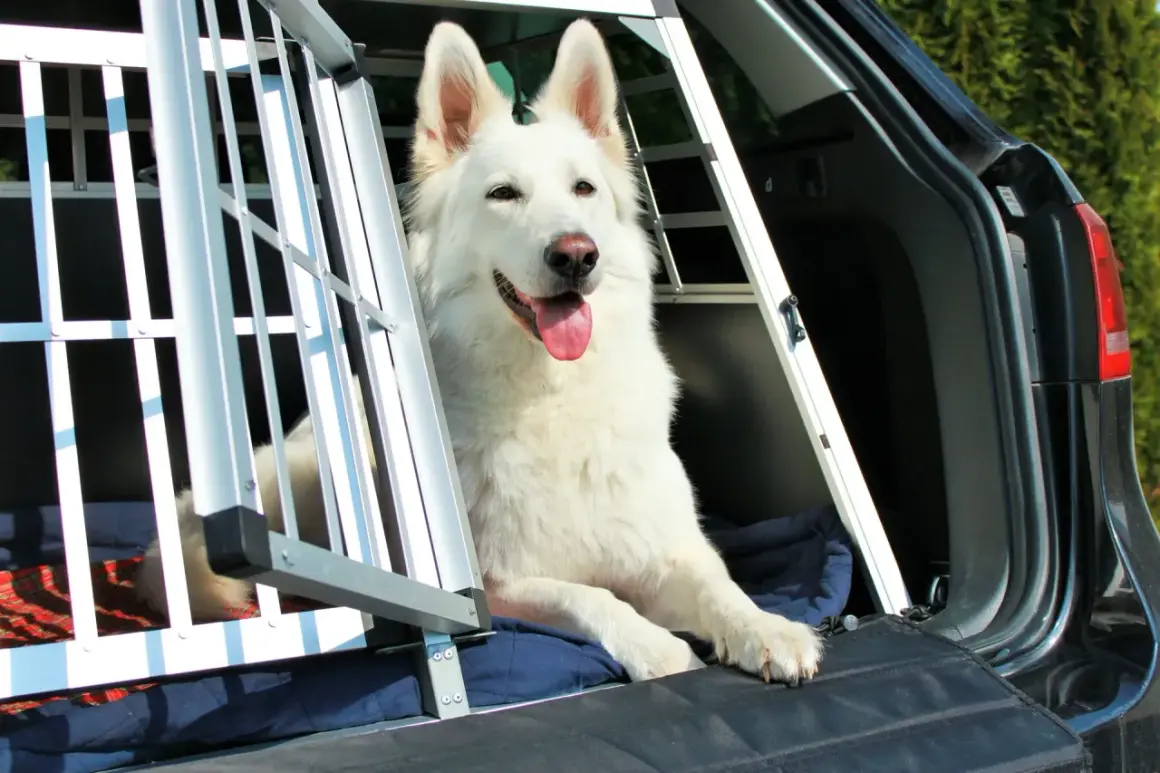 Vit hund i bur i bil, redo för en utflykt till hund café.