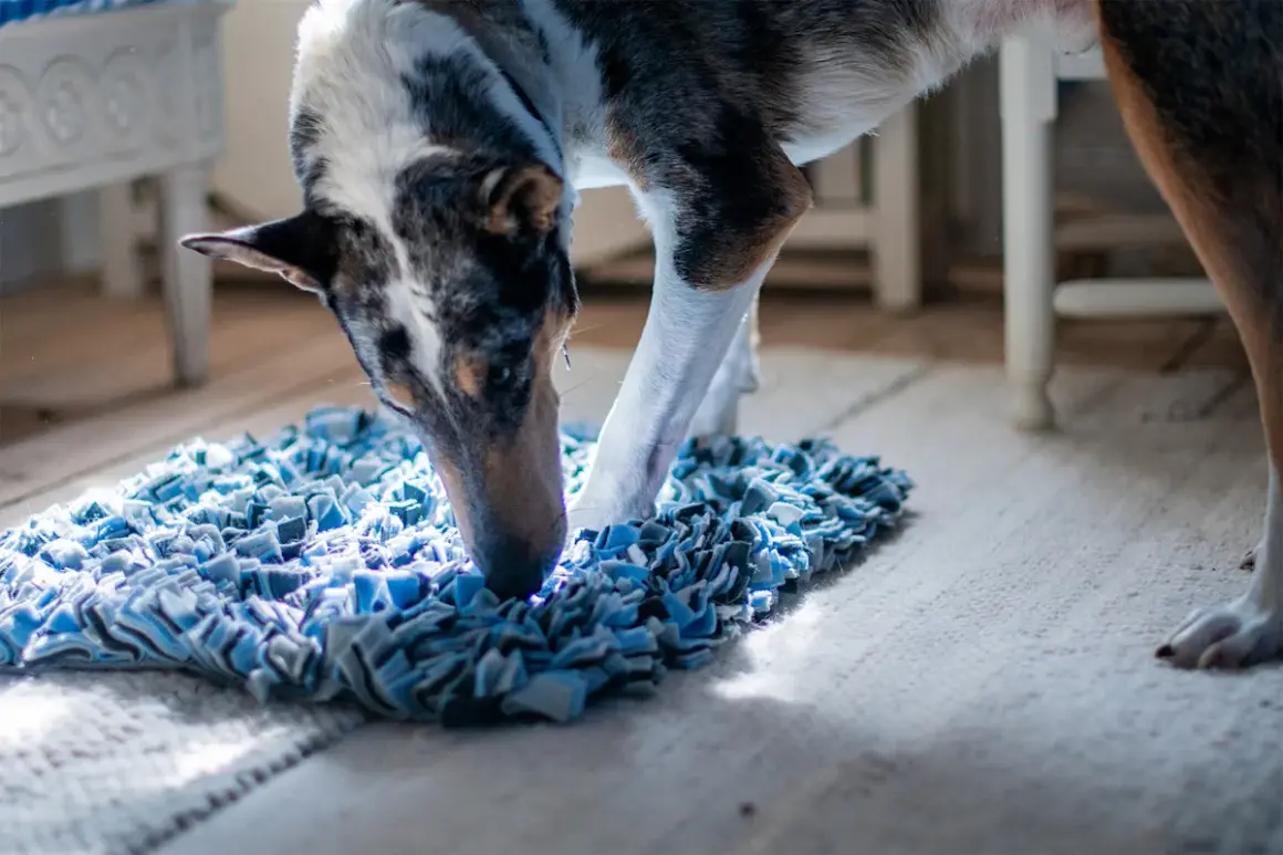 En hund med fläckigt mönster nosar på en blå matta. Denna banta hund verkar njuta av att leta efter godis.