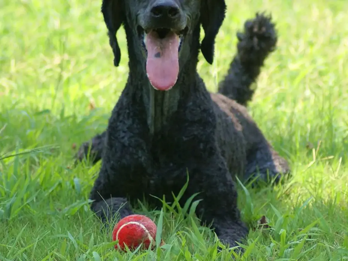 En glad svart pudel med tungan ute ligger i gräset bredvid en röd tennisboll. Undrar du vad kostar en pudel?