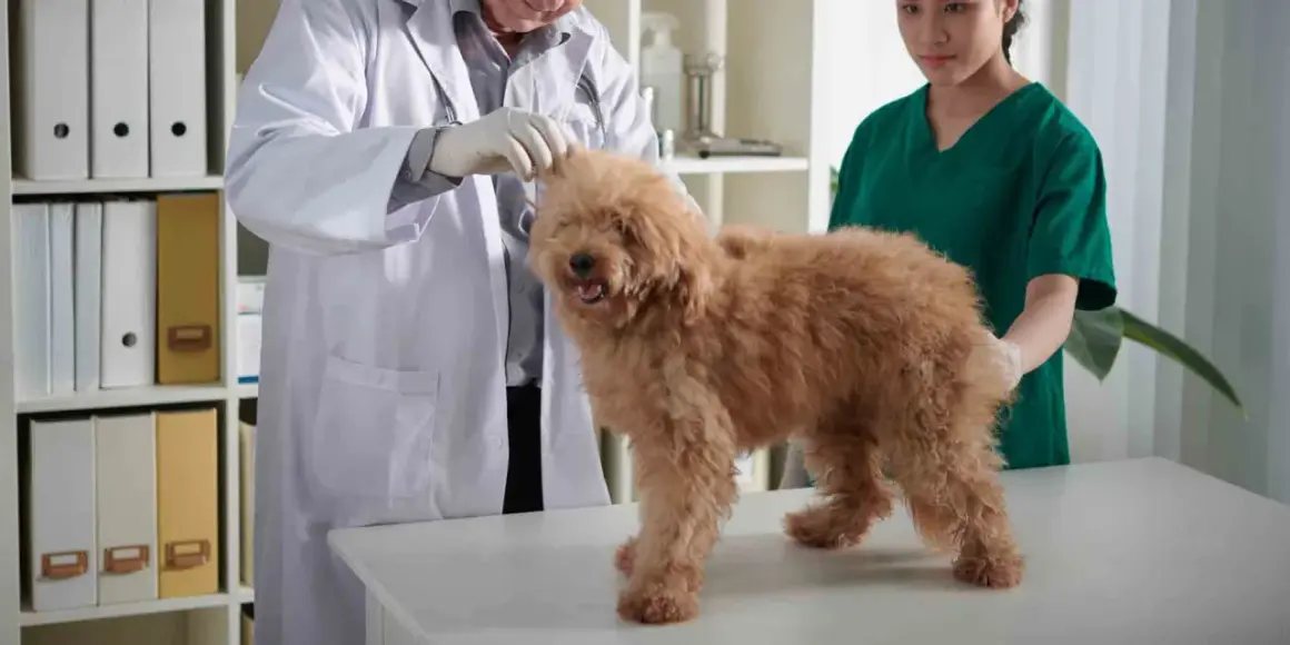 En veterinär undersöker en fluffig, brun hund. En annan veterinär står bredvid.