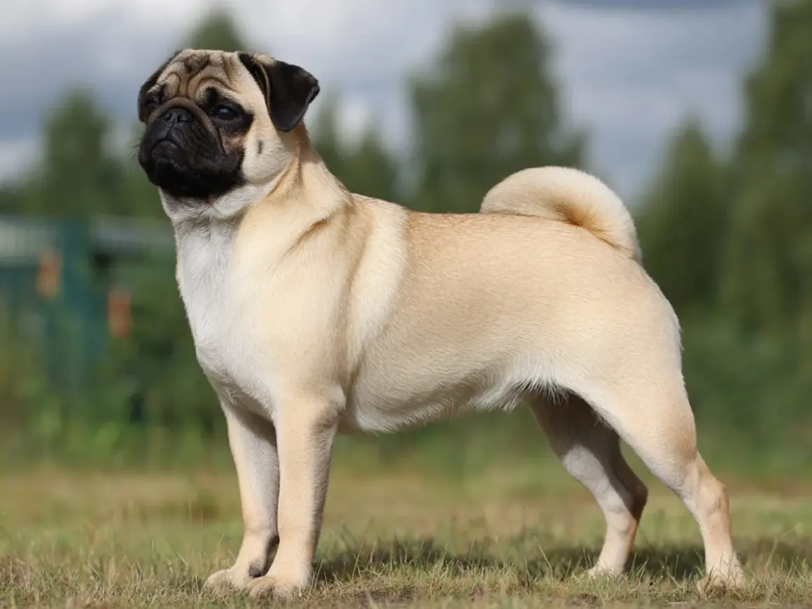 En mops med sitt karakteristiska temperament står stolt i gräset.