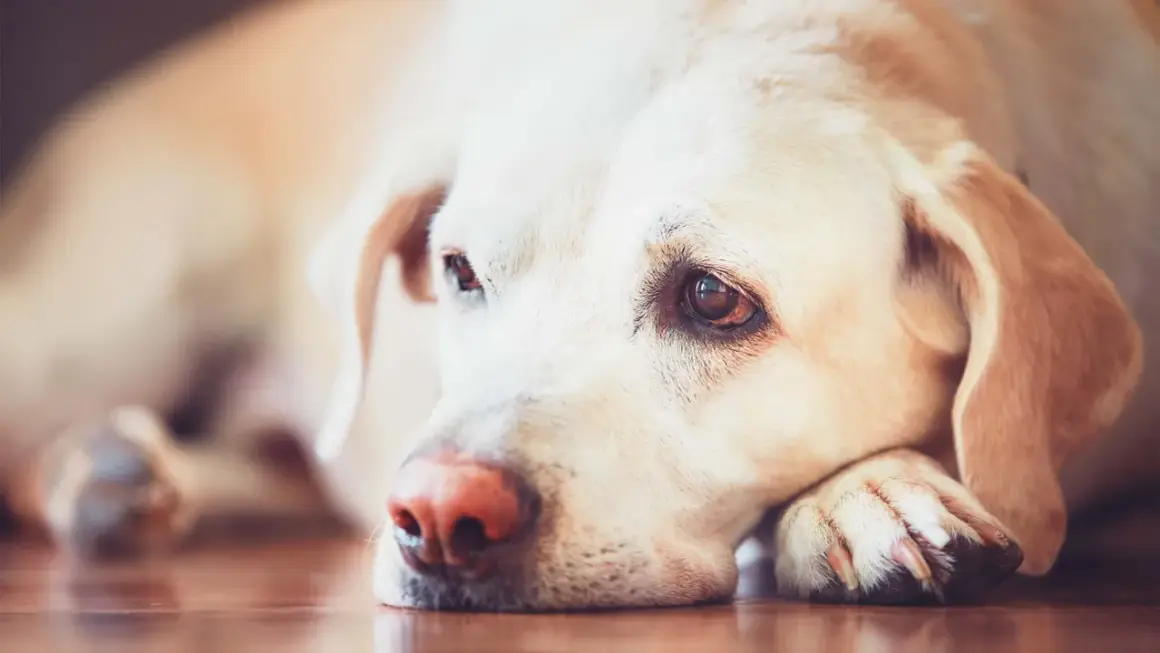 En trött labradorhund vilar huvudet på sina tassar. Denna leishmania hund ser lite ledsen ut.