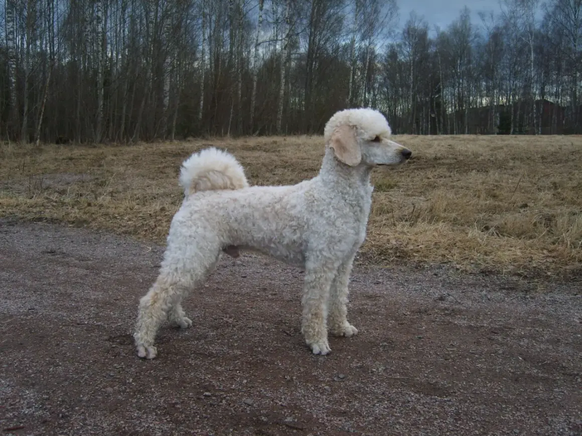 En vit pudel står på en grusväg. Pudel nackdelar kan vara att de kräver mycket pälsvård, men denna vackra hund verkar trivas utomhus.