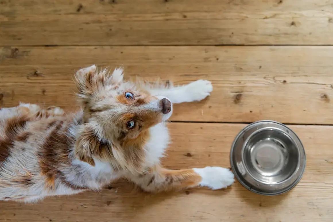 En söt hund med blå ögon ligger på trägolvet bredvid en tom matskål, som om den undrar hur mycket mat ska en hund ha.