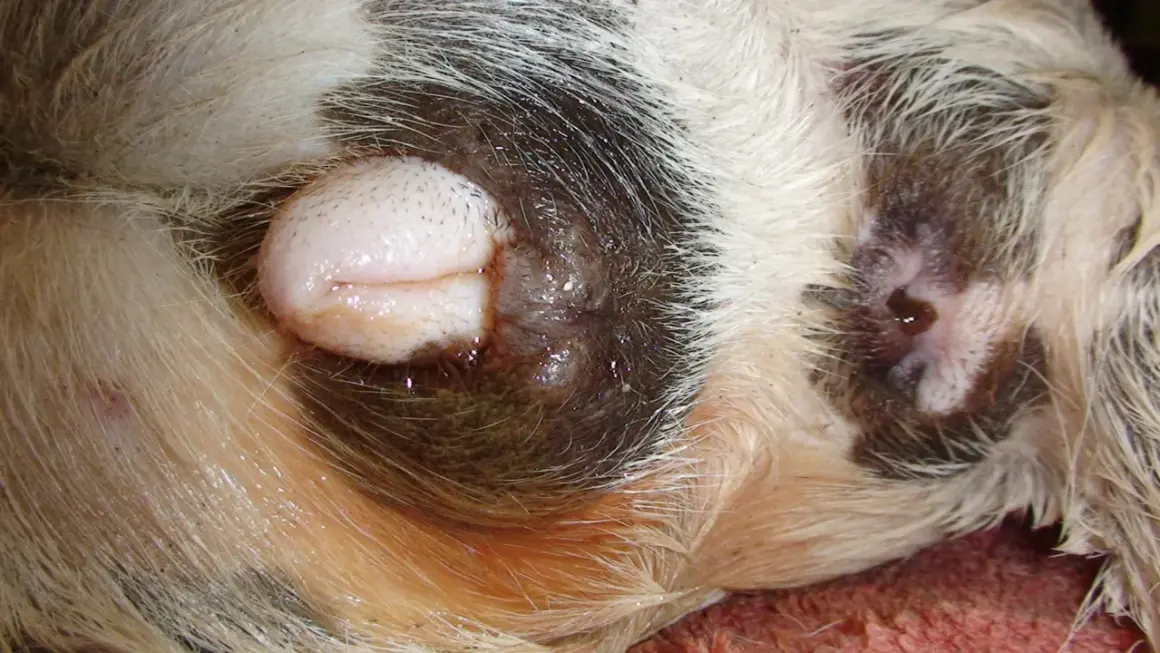 Närbild på en hunds bakdel, med fokus på vulva som visar tecken på livmoderinflammation.