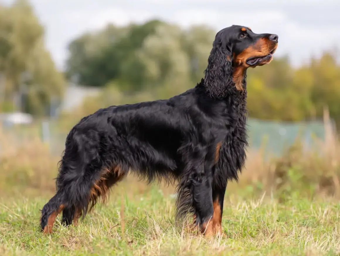 En ståtlig Gordon Setter i profil, stående i gräs. Hunden har en vacker päls och ser alert ut. Viktigt att vara uppmärksam på tecken på magomvridning hund.