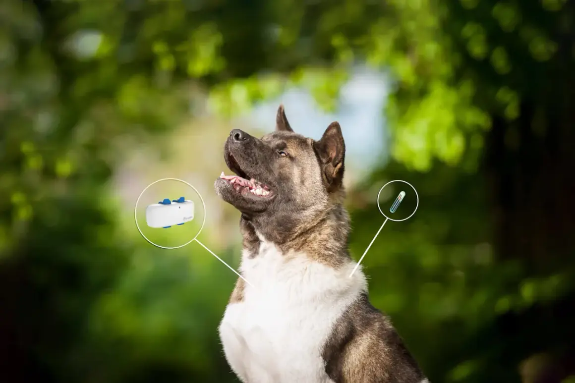 En ståtlig hund med en GPS-tracker och en chipnummer-injektionsspruta som visas.
