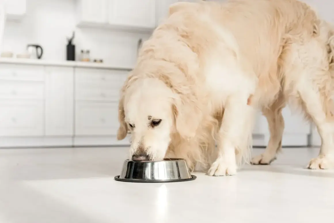 En golden retriever äter ur en skål, kanske njuter av sitt bantningsfoder hund.