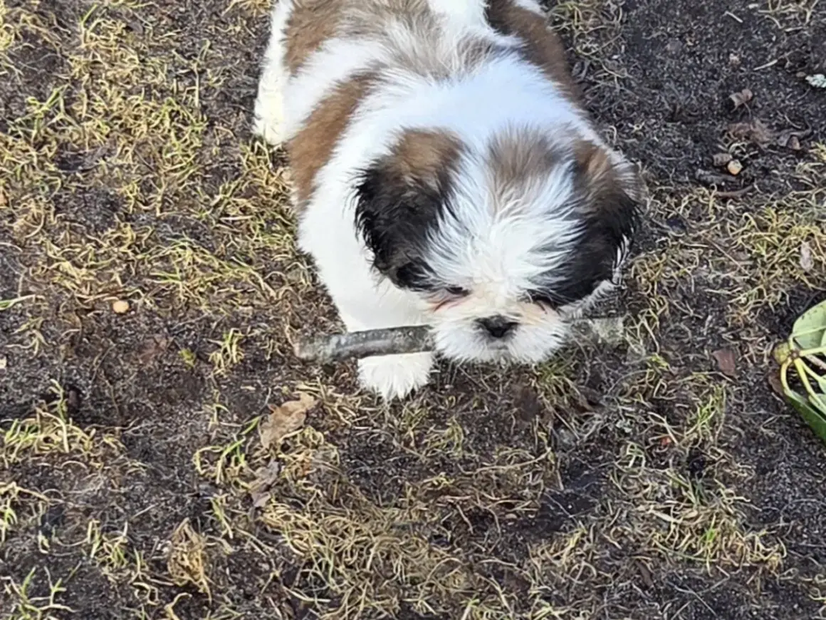 En lekfull shih tzu-valp med sitt typiska shih tzu temperament, biter på en pinne utomhus.
