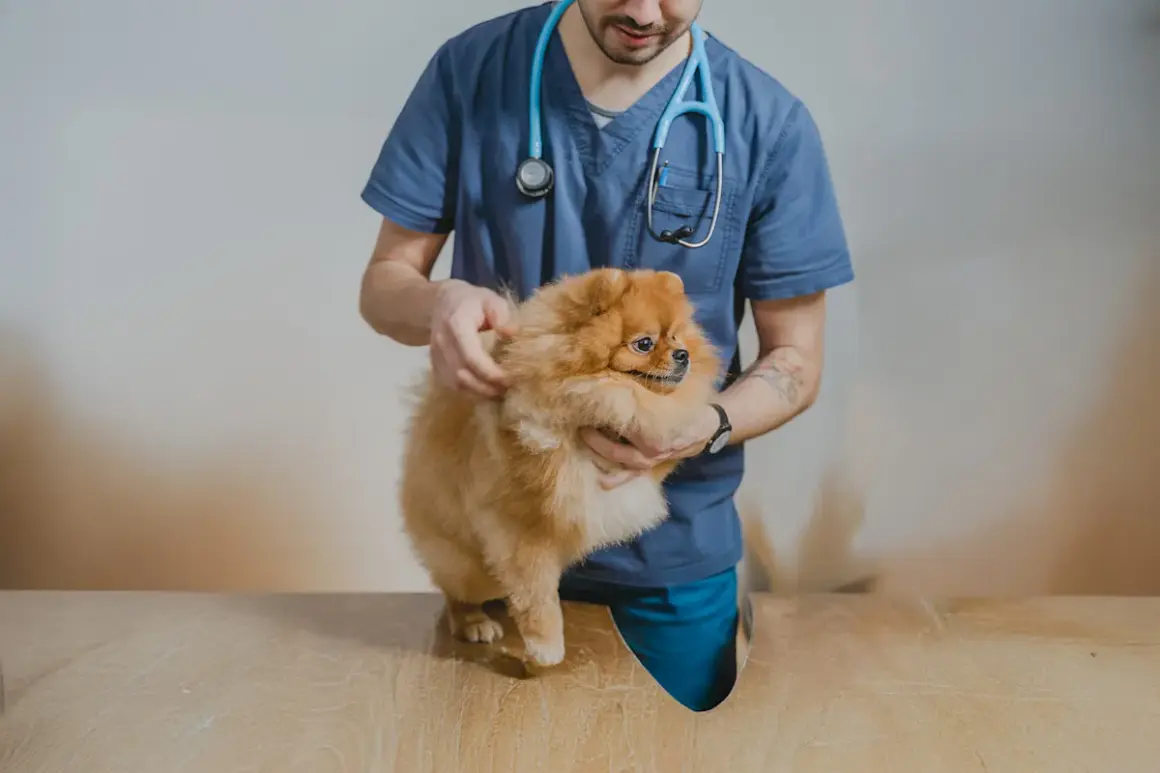 Veterinär undersöker en fluffig Pomeranian med misstänkt hudutslag hund.