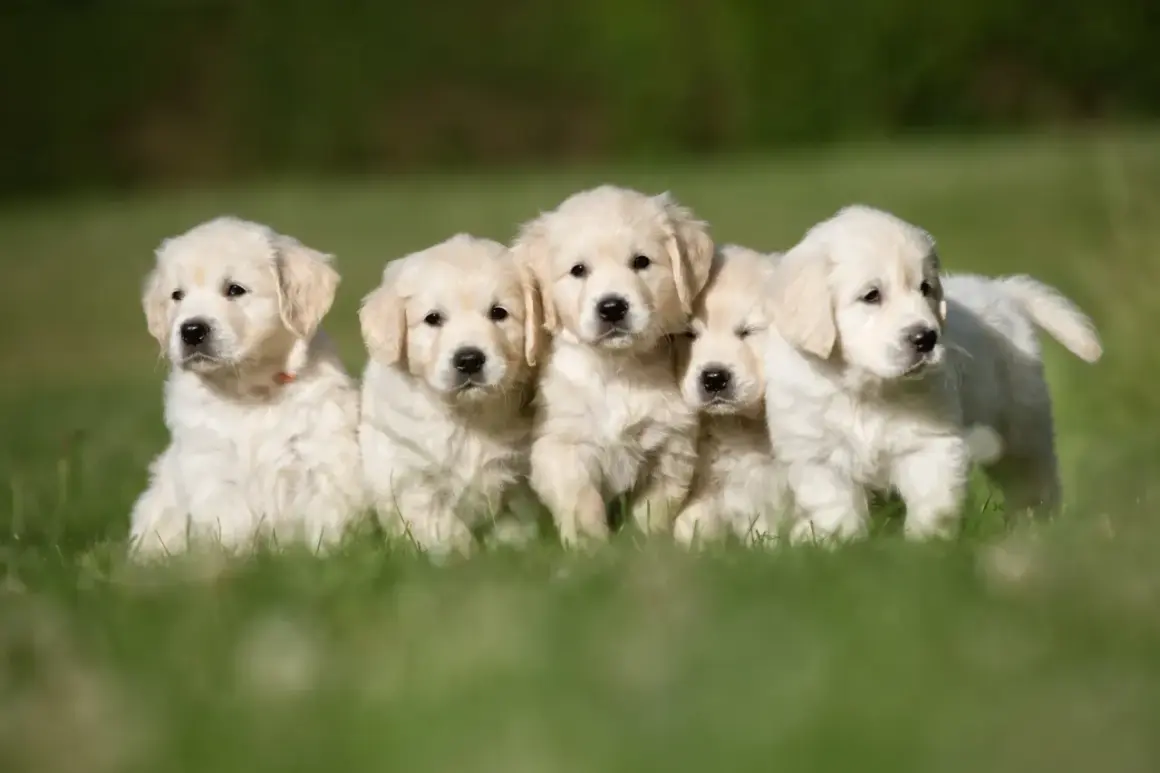 Fem fluffiga golden retriever-valpar sitter i gräset. De ser ut att vara friska och glada, inga dolda fel hundar här!