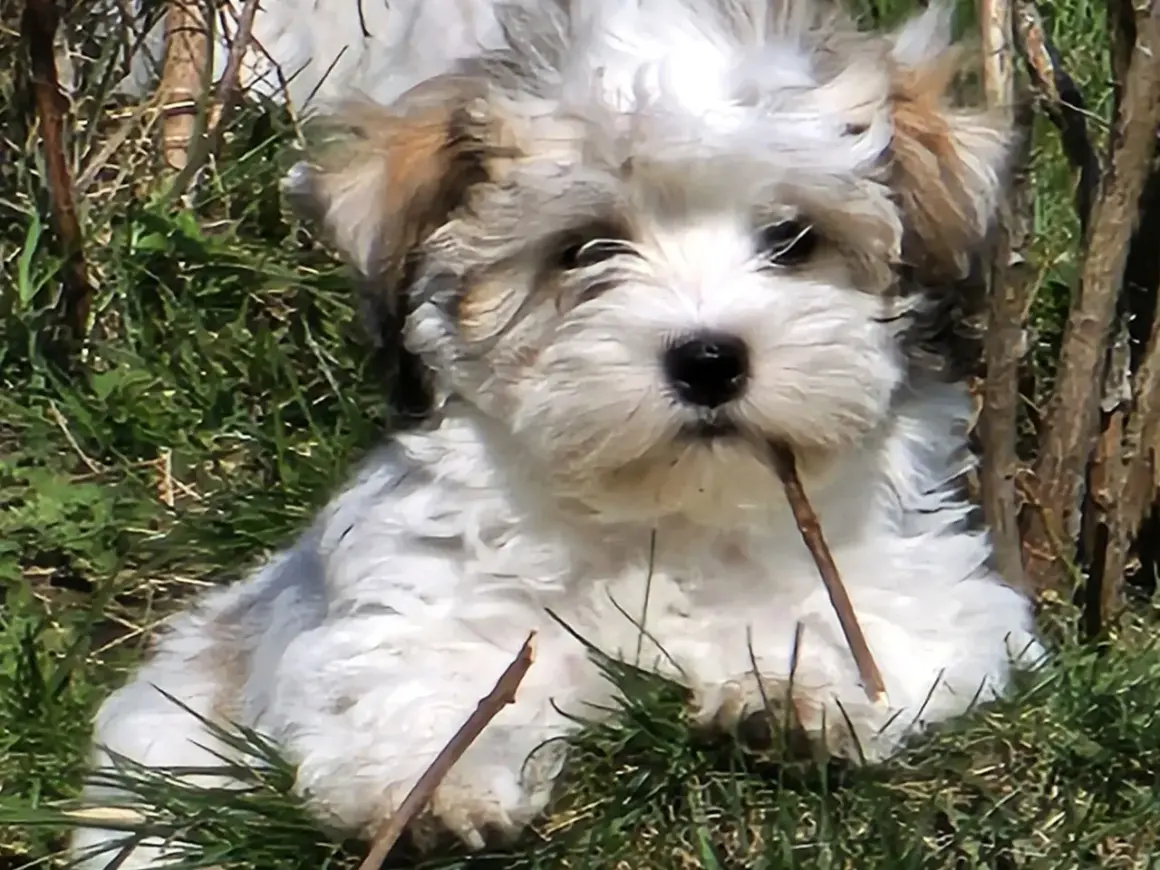 En söt bichon havanais valp tuggar på en pinne i gräset. En av nackdelarna med rasen är att de kan vara lite envisa.
