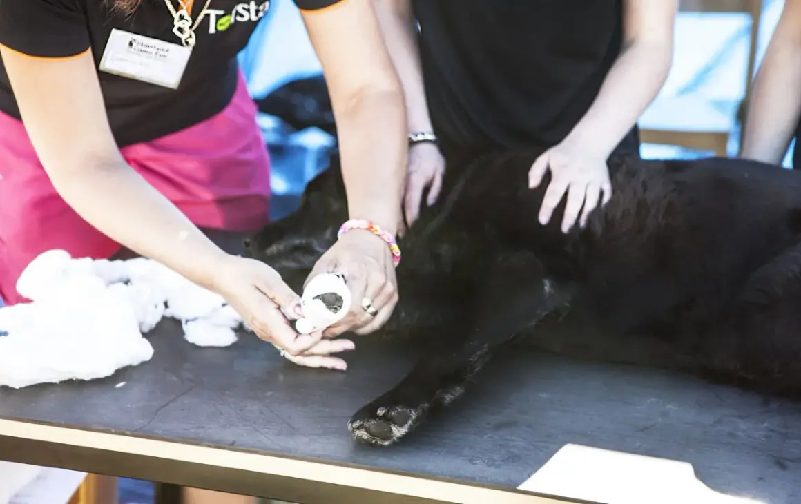 En hund får tassbandage av två personer.