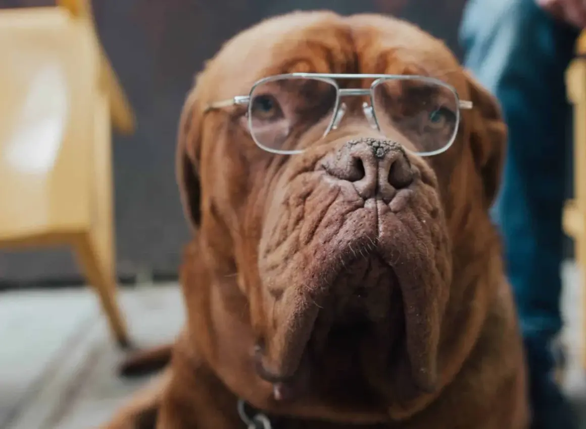 En klok senior hund med glasögon, redo att dela med sig av livets visdom.