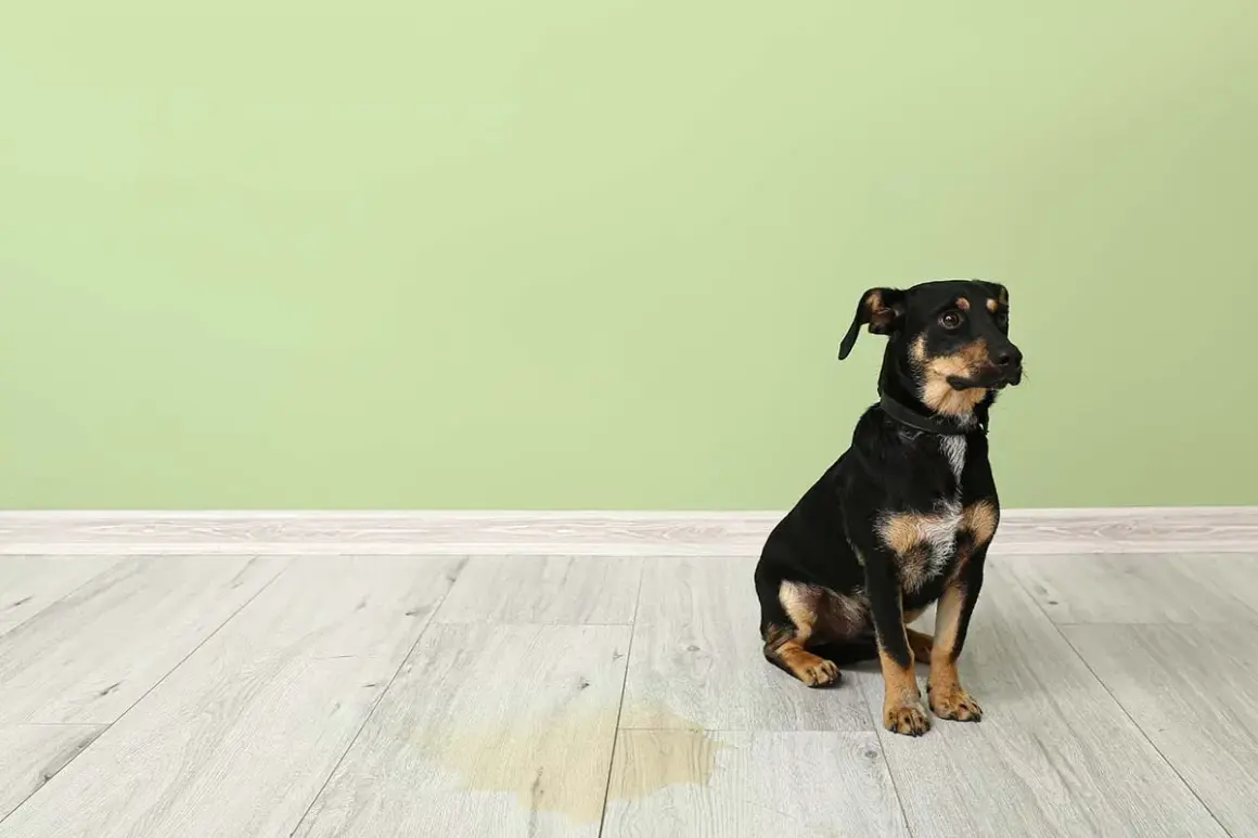 En liten hund sitter på ett ljust trägolv bredvid en ljusgrön vägg. En gul fläck syns på golvet, vilket indikerar att hunden kissar mycket.