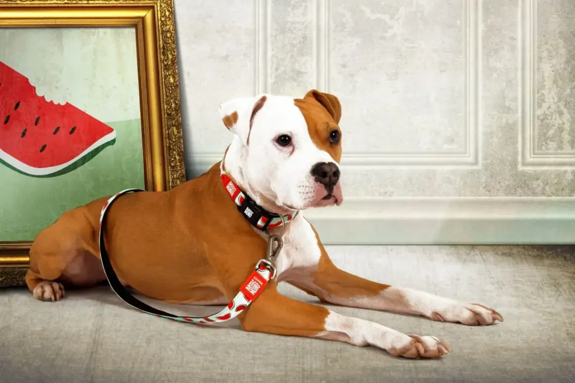 En brunvit hund med en lekfull halsband och koppel med vattenmelonmönster ligger bredvid en tavla. Perfekt för att uppfostra valp och visa upp stil.