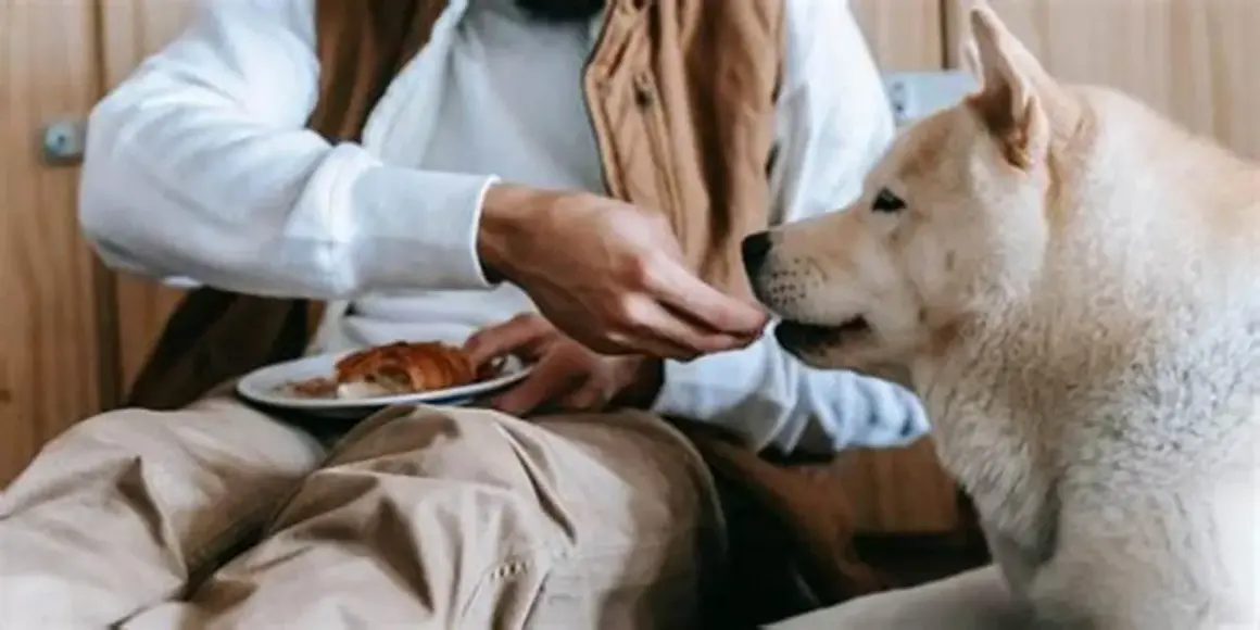 En person matar en hund med en bit croissant. En fin stund för att få upp hullet på hund.