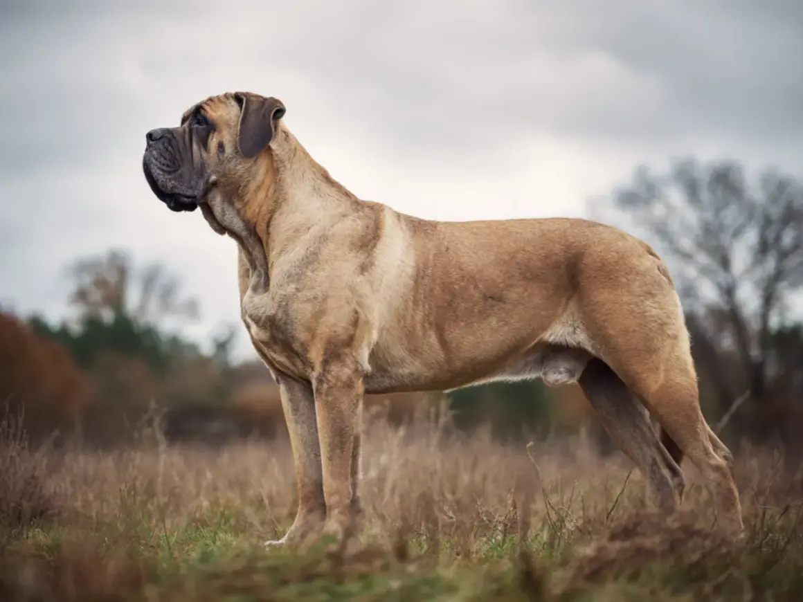En ståtlig mastiff raser står i ett fält med högt gräs.