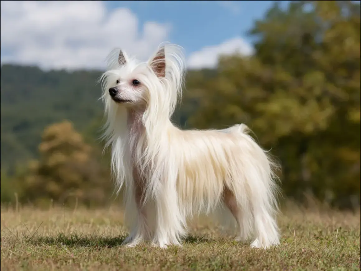 En vit kinesisk nakenhund med långt, böljande hår står i gräset. Den ser ut som en av de där konstiga hundar som man inte ser varje dag.