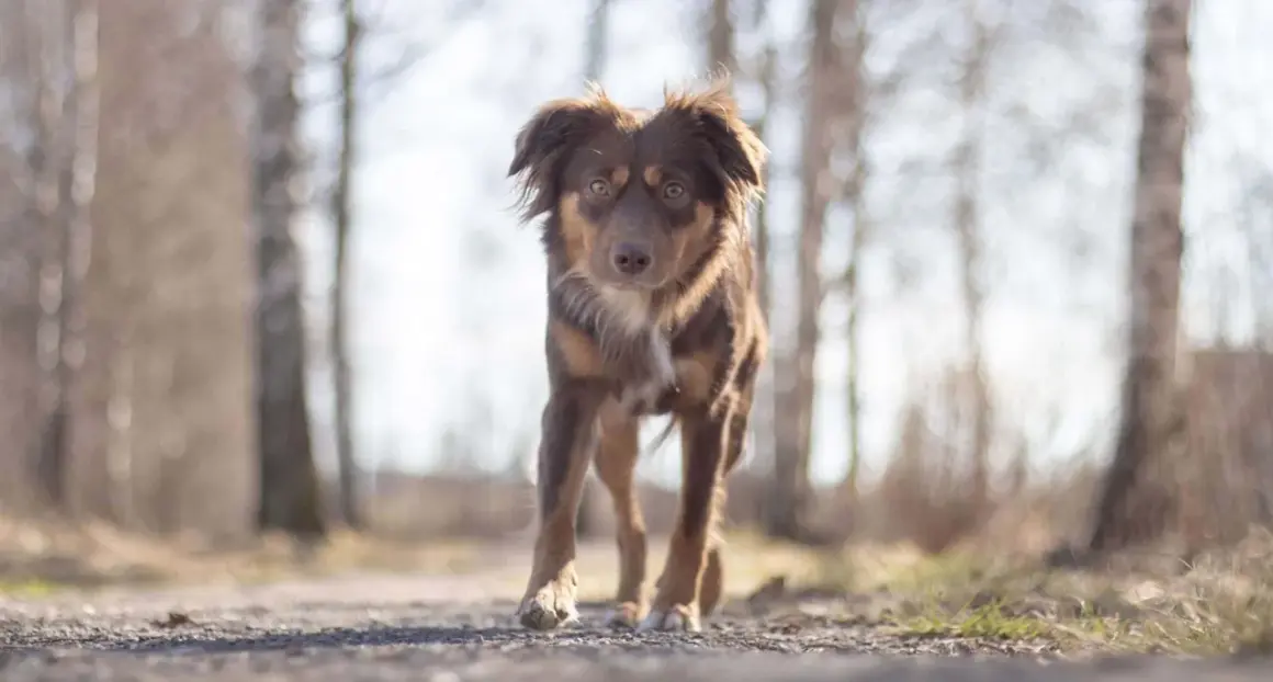 Brun hund med intensiv blick på en grusväg bland träd. Kanske kliar det lite?