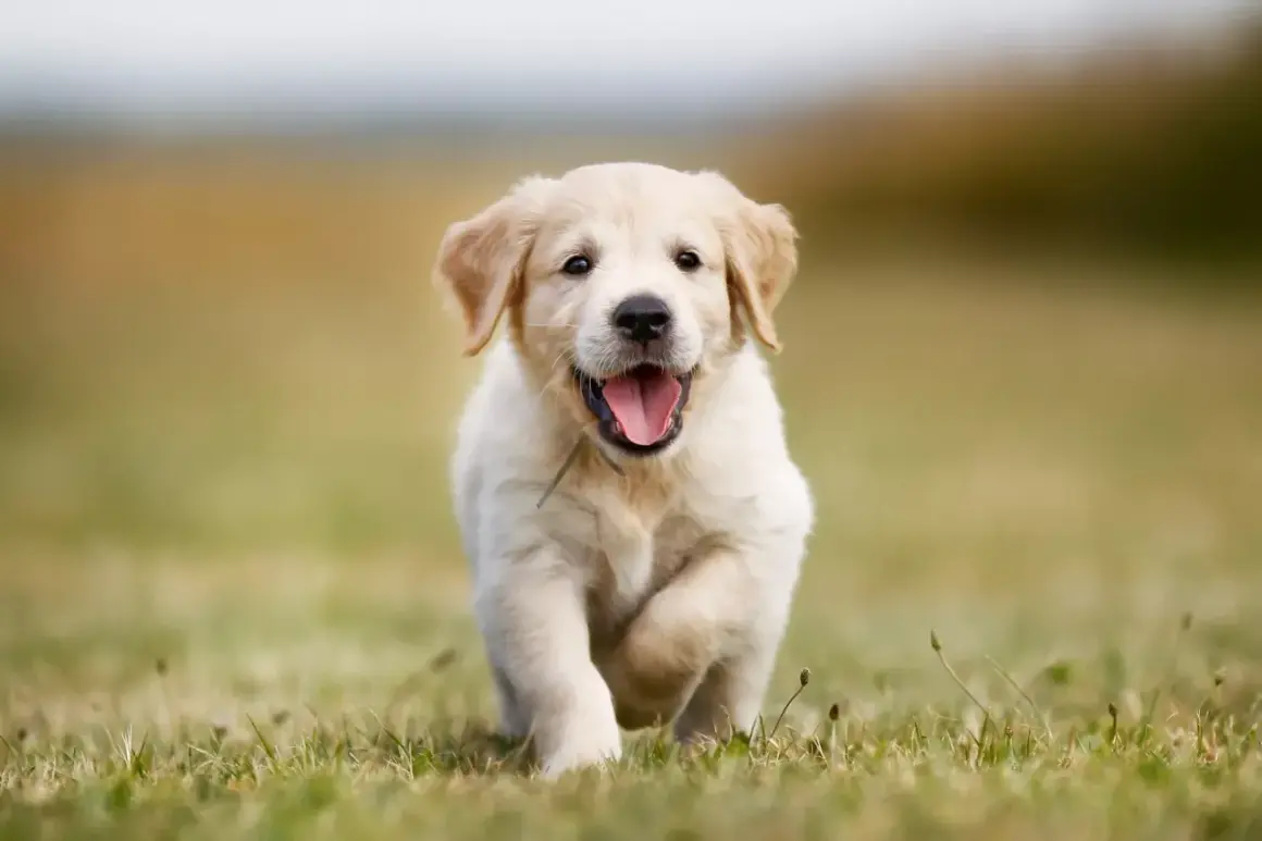 En glad hund, en golden retriever valp, springer fram över en gräsmatta med tungan ute.