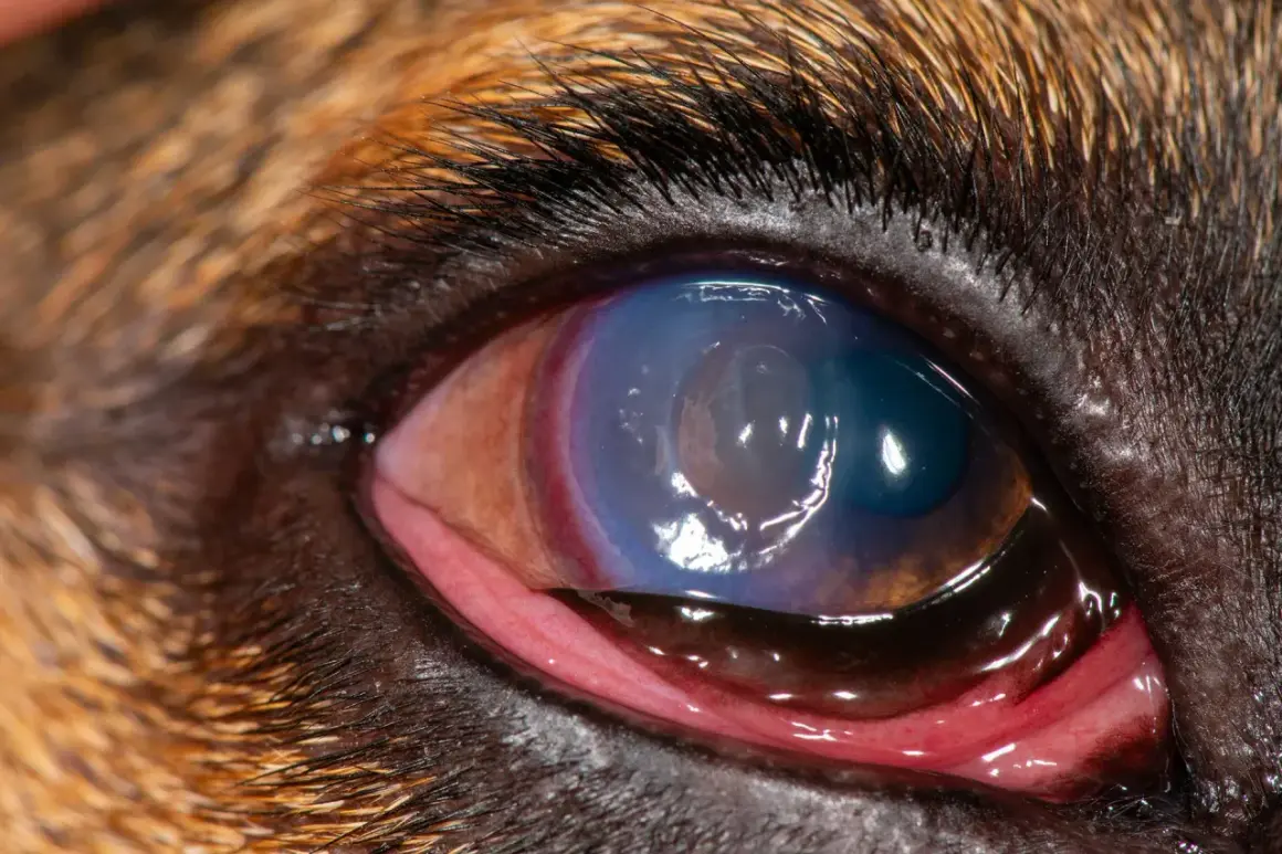 Närbild på en hunds öga med ett blåfärgat hornhinnesår. Ögonlocket är rött och irriterat.