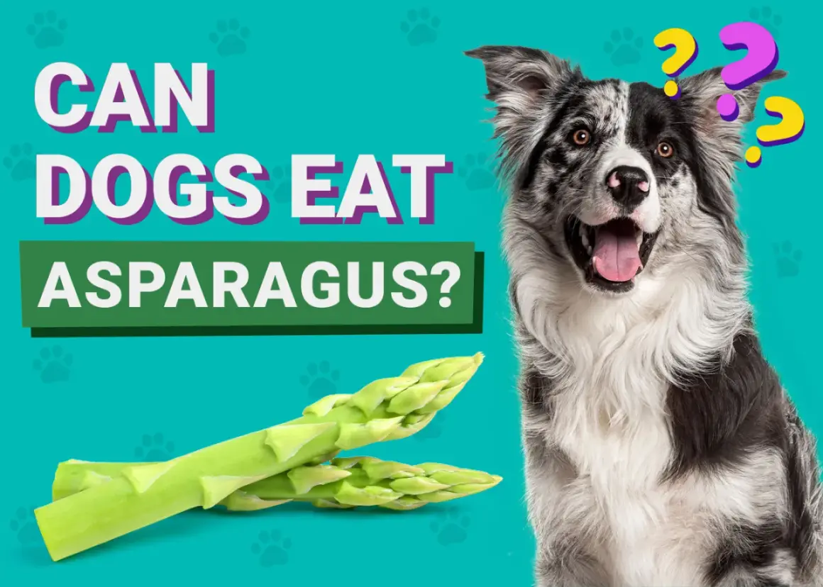 En nyfiken hund undrar om sparris är okej att äta.