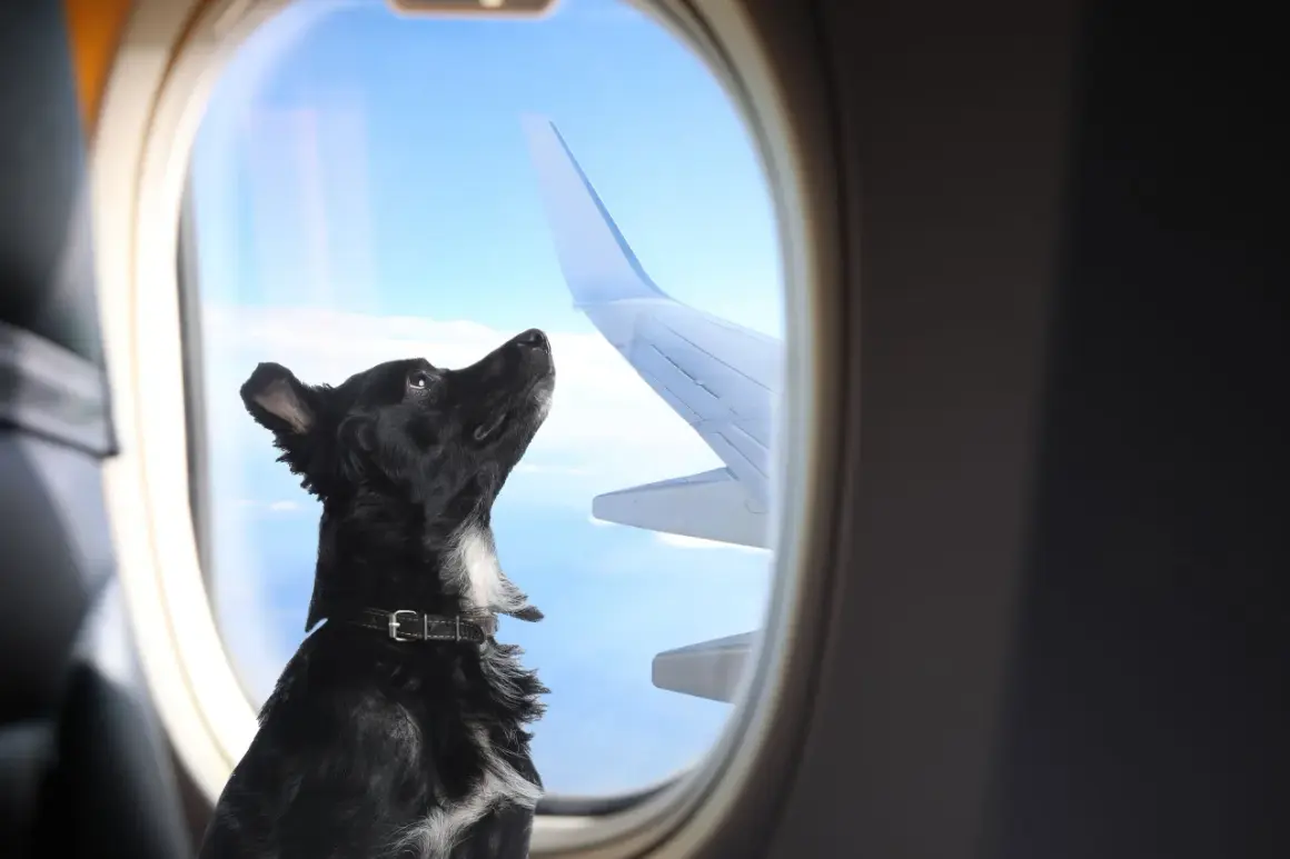 Svart hund tittar ut genom flygplansfönstret, redo att flyga med hund. Vingar och moln syns utanför.