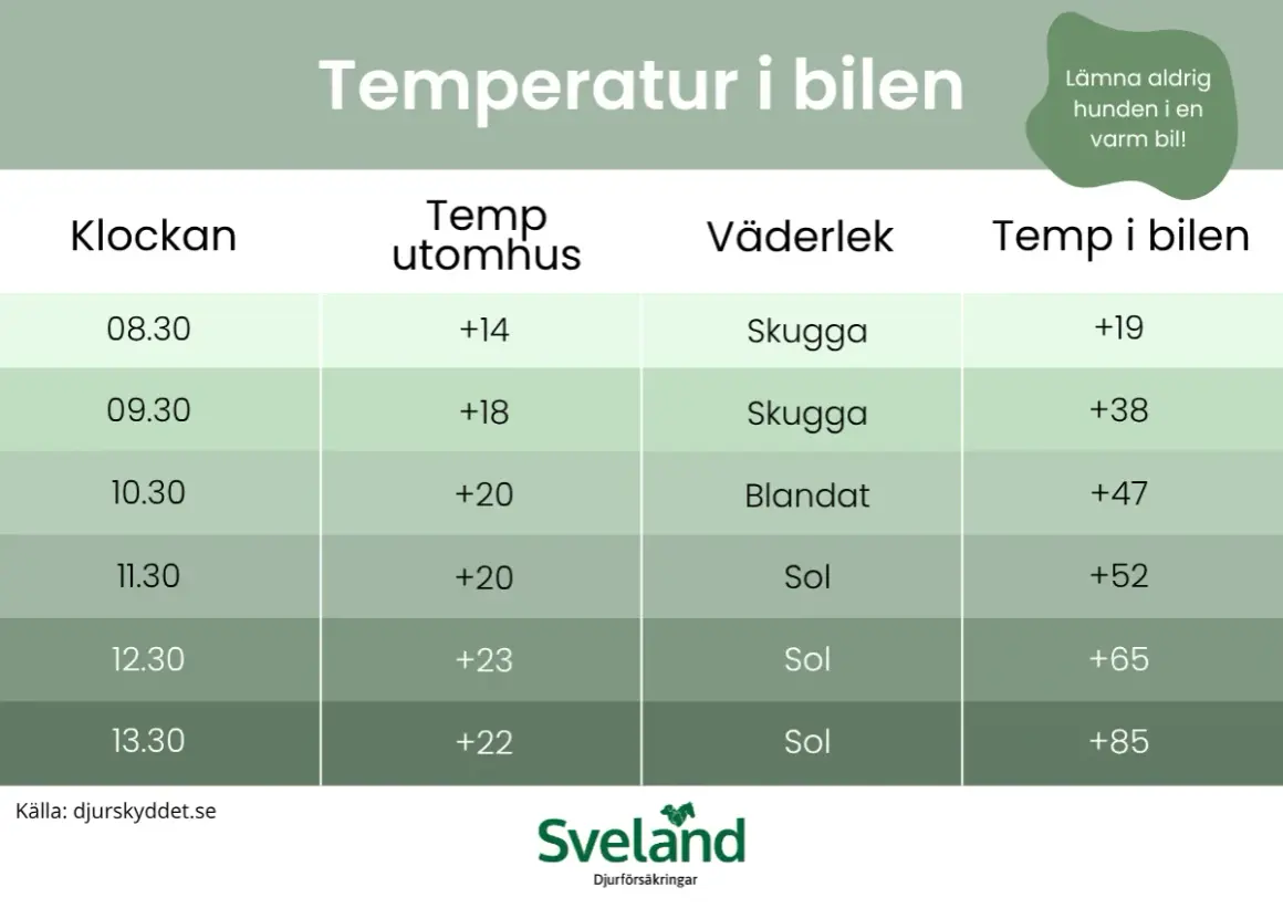 Tabell visar hur temperaturen i bilen stiger snabbt, även vid molnigt väder. En hund i bil kan snabbt få värmeslag.