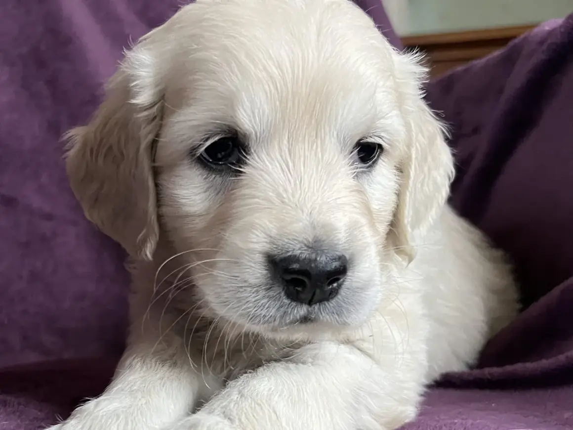 En söt golden retriever valp, bara 8 veckor gammal, tittar nyfiket fram.