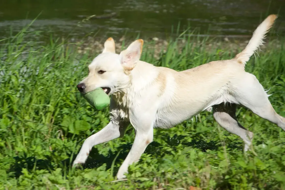 En glad labrador i sin bästa labrador ålder springer genom gräset med en grön leksak i munnen.
