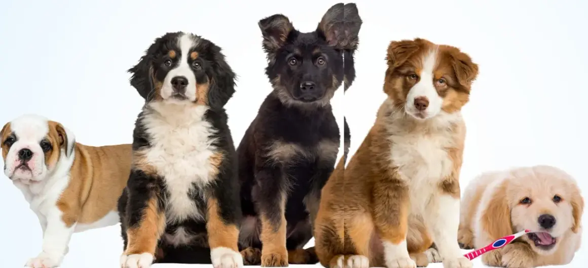 Five puppies of different breeds sit together. One is chewing a toothbrush.