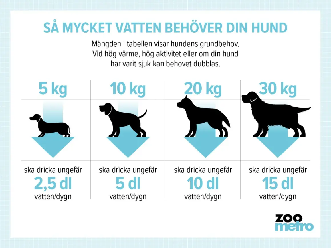 Tabell visar hur mycket ska en hund dricka per dygn baserat på vikt. En hund på 5 kg behöver ca 2,5 dl, 10 kg ca 5 dl, 20 kg ca 10 dl och 30 kg ca 15 dl.