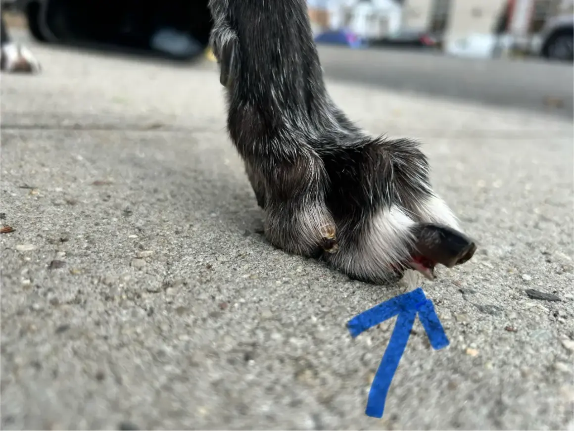 En skadad tass på en hund, med en blå pil som pekar mot ett sår.