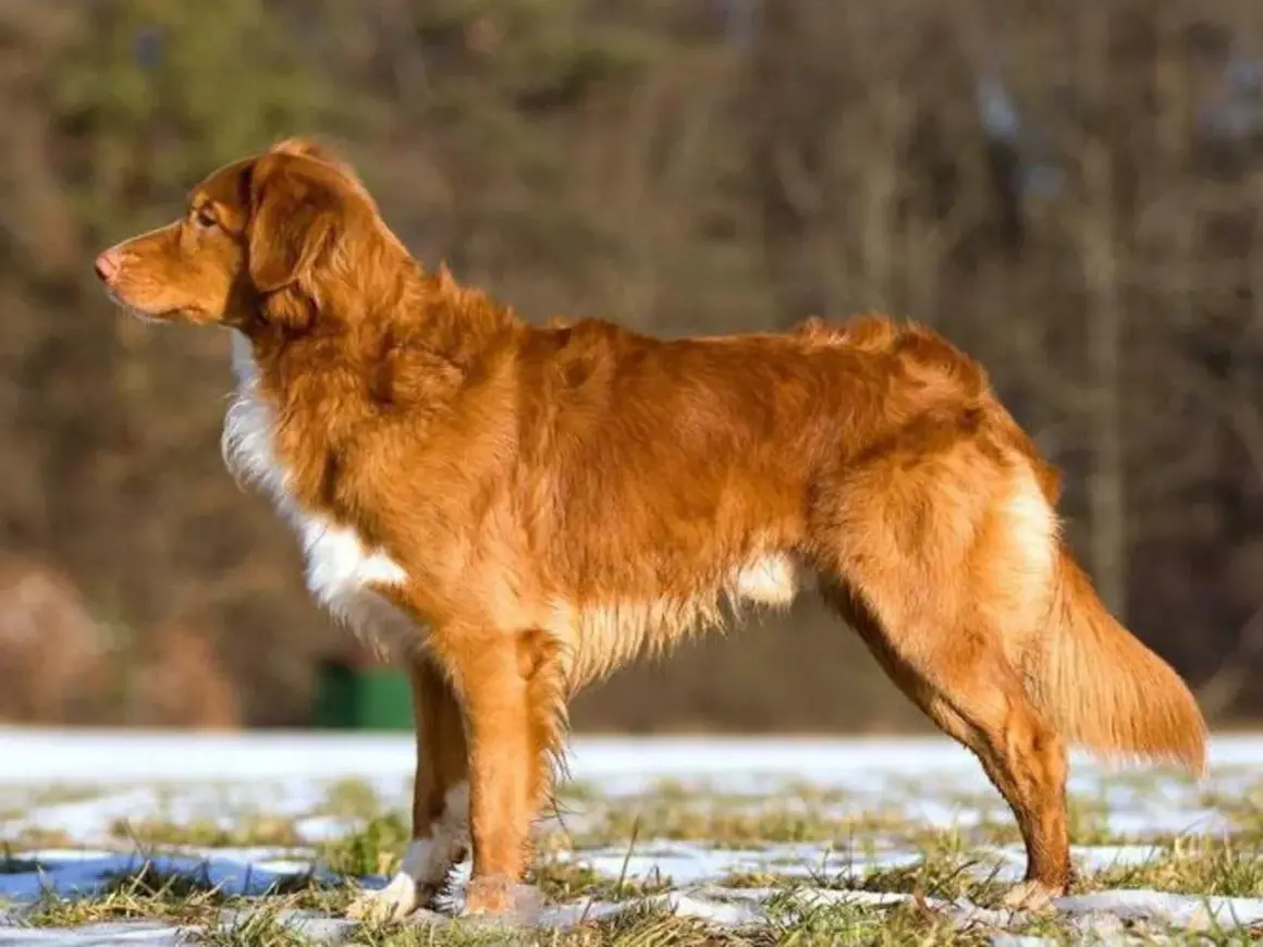 En ståtlig tollare hund med rödbrun päls och vita markeringar står i profil på en snötäckt gräsmark.