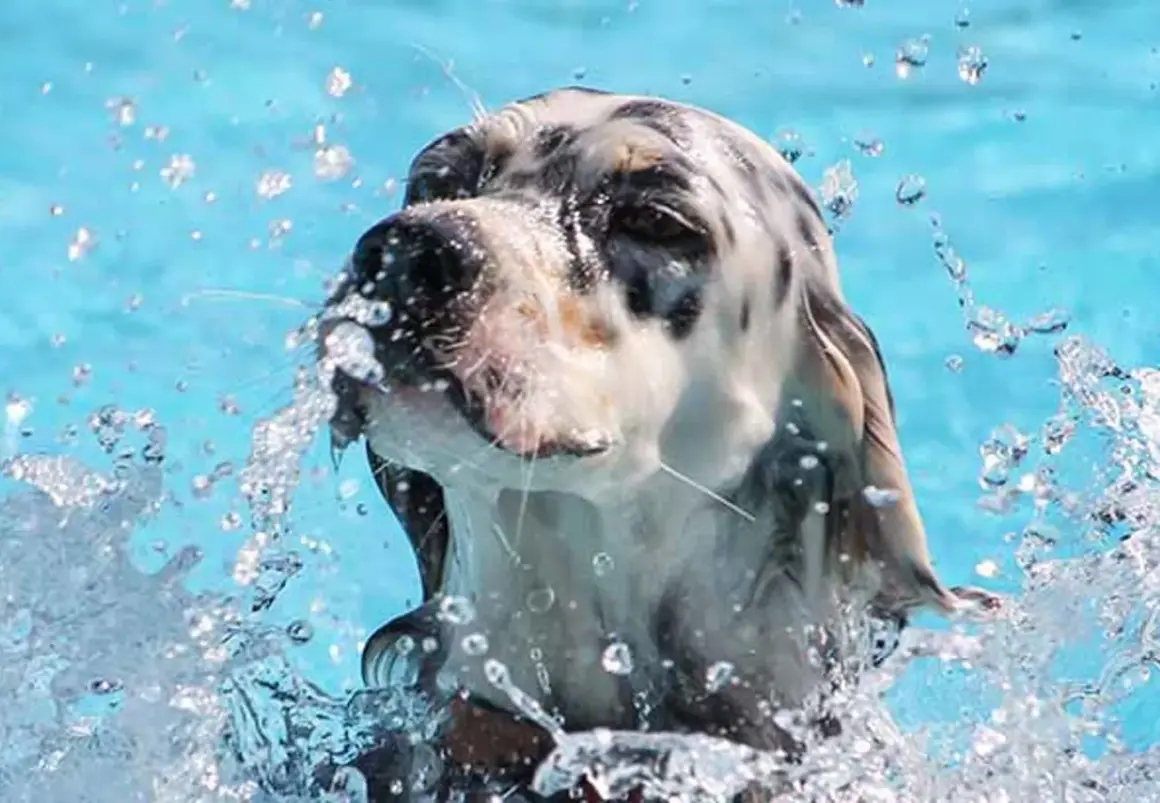 En vattensvans hund skakar sig i poolen, med vattenstänk överallt.