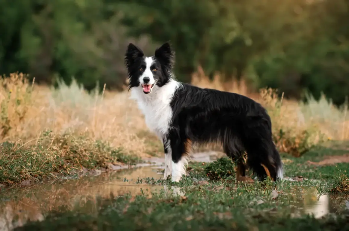 En ståtlig border collie står vid en vattenpöl. Hundens vikt är perfekt för att springa fritt i naturen.