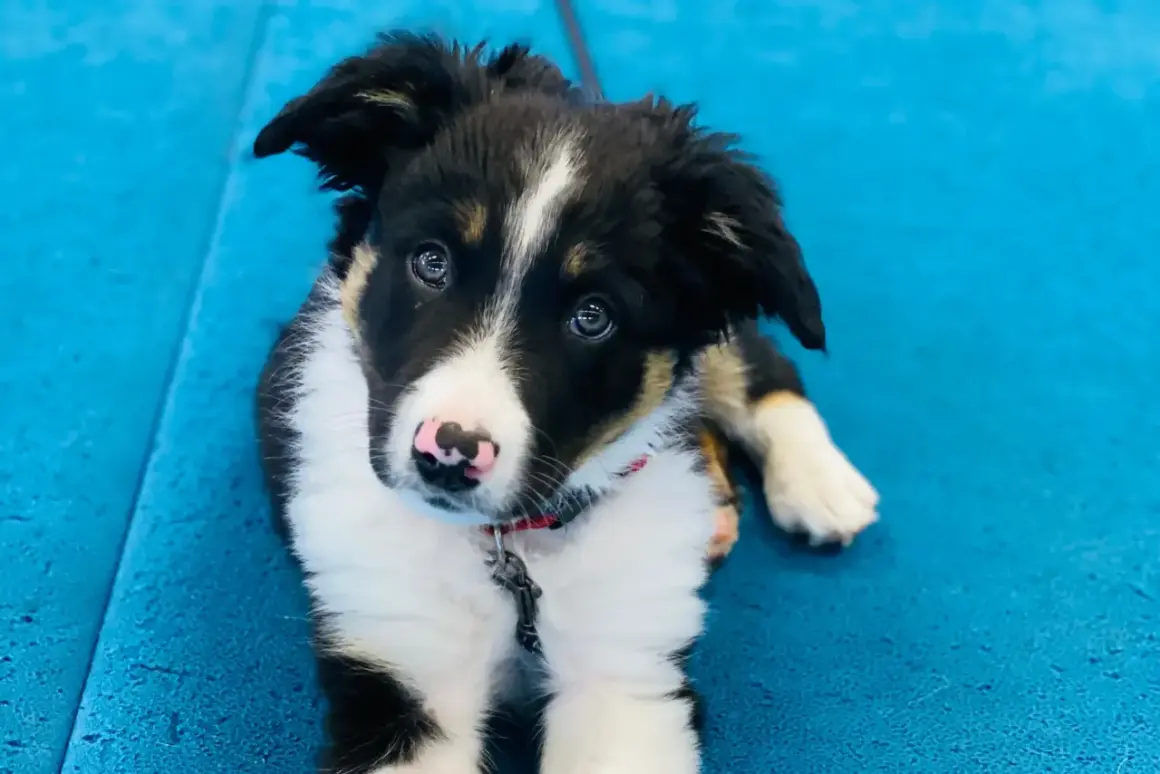 Söt border collie-valp på blå matta, redo för sin valpkurs.