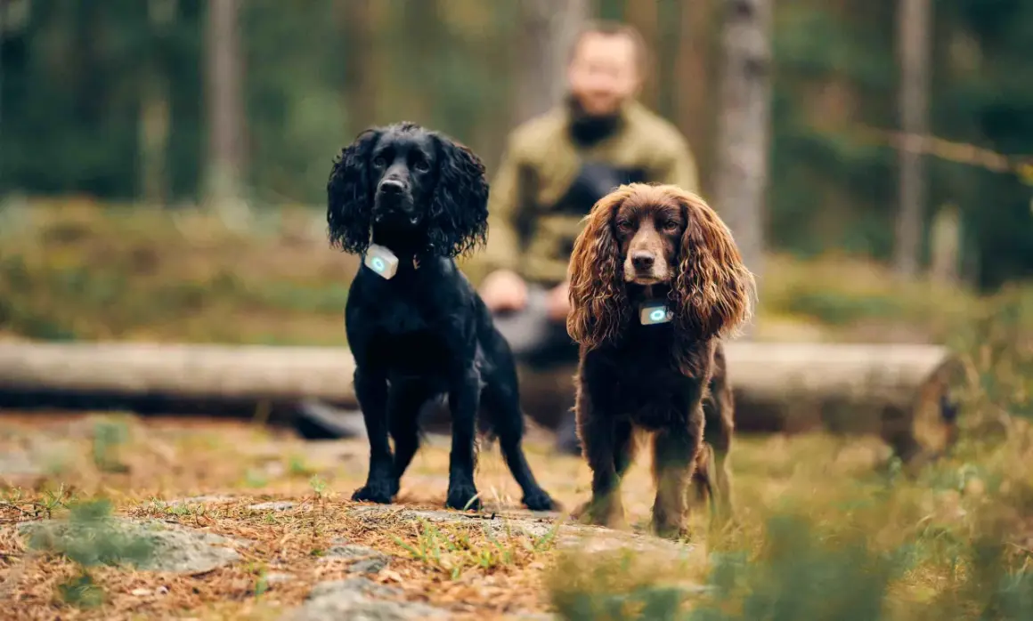 Två cocker spanielhundar, en svart och en brun, står i skogen med varsin GPS-tracker runt halsen.