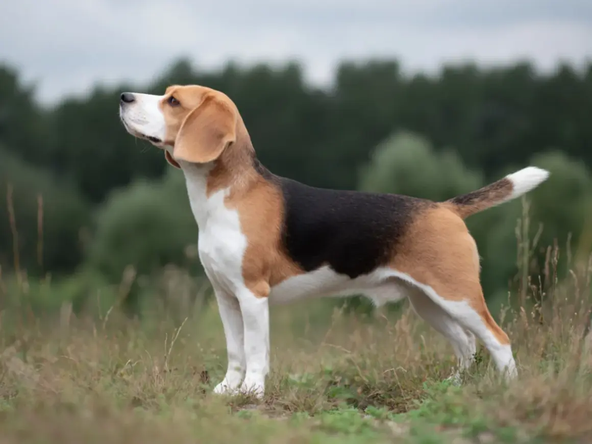 En stående beagle med klassisk trefärgad päls, perfekt vikt, tittar uppåt mot en molnig himmel.
